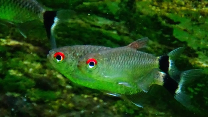 Moenkhausia sanctaefilomenae