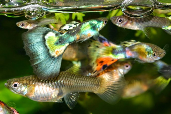 Serrasalmus rhombeus