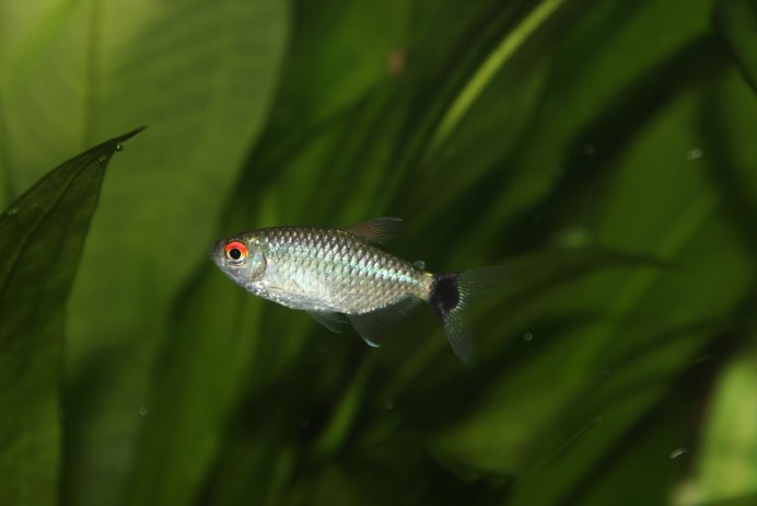 Тетра Филомена (Moenkhausia sanctaefilomenae)