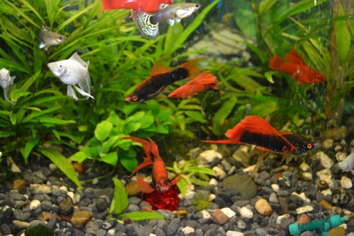 Pomacanthus arcuatus