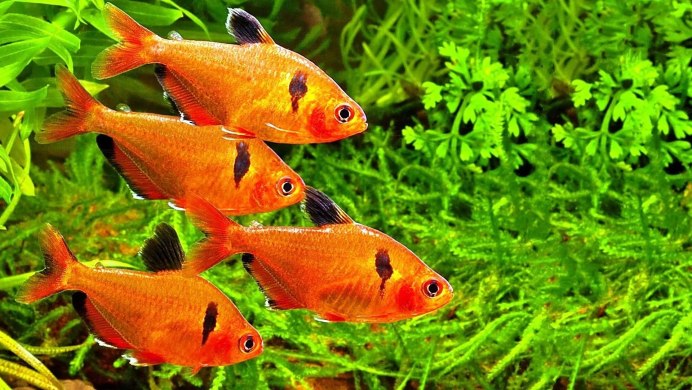 Лещ обыкновенный Abramis brama