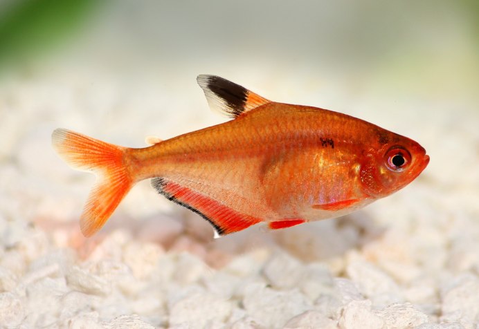 Неон черный (Hyphessobrycon herbertaxelrodi).