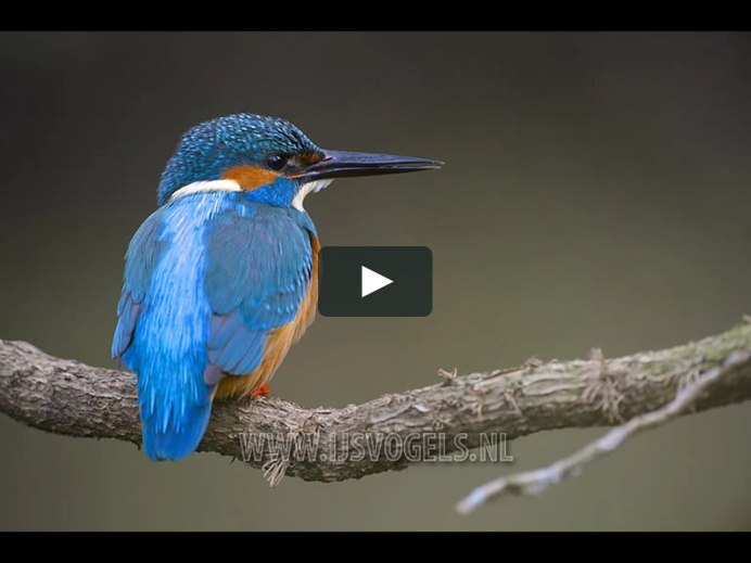 Alcedo Atthis