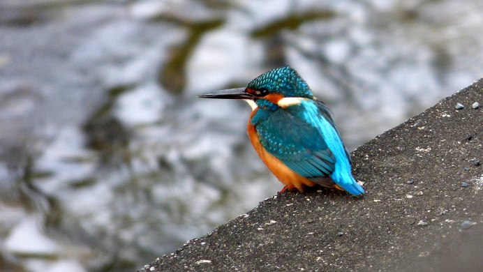 Птичка Kingfisher