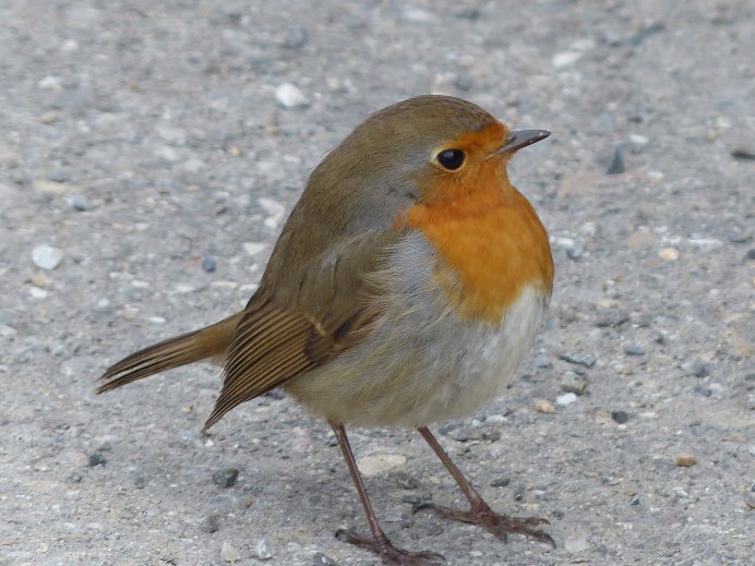 Carduelis flammea