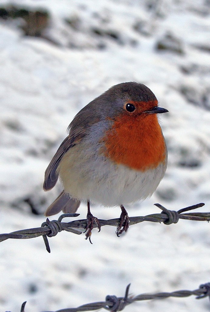 Carpodacus rubicilla