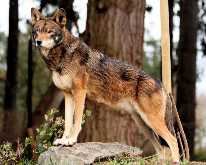 Волк canis Lupus