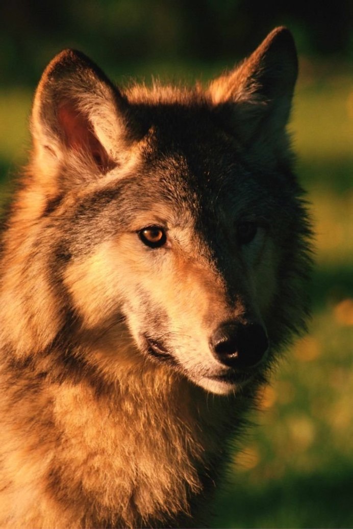 Волк canis Lupus