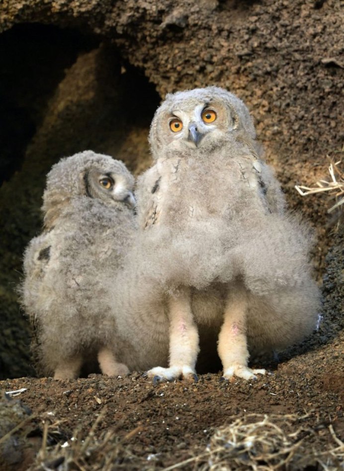 Сова сипуха птенец