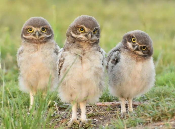 Сонный Филин