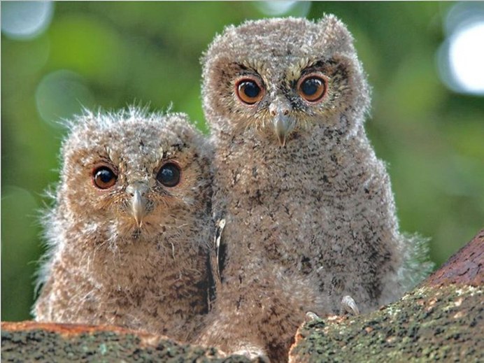 Спящие Совята