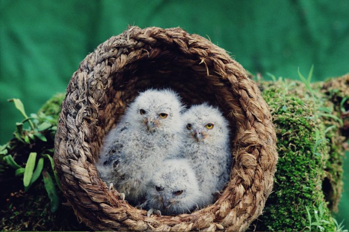 Птенцы Северной Совы