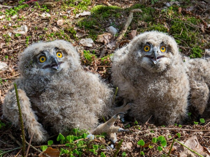 Полярная Сова птенцы