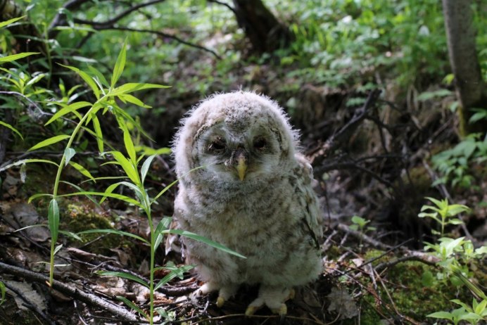 Детеныш Совы