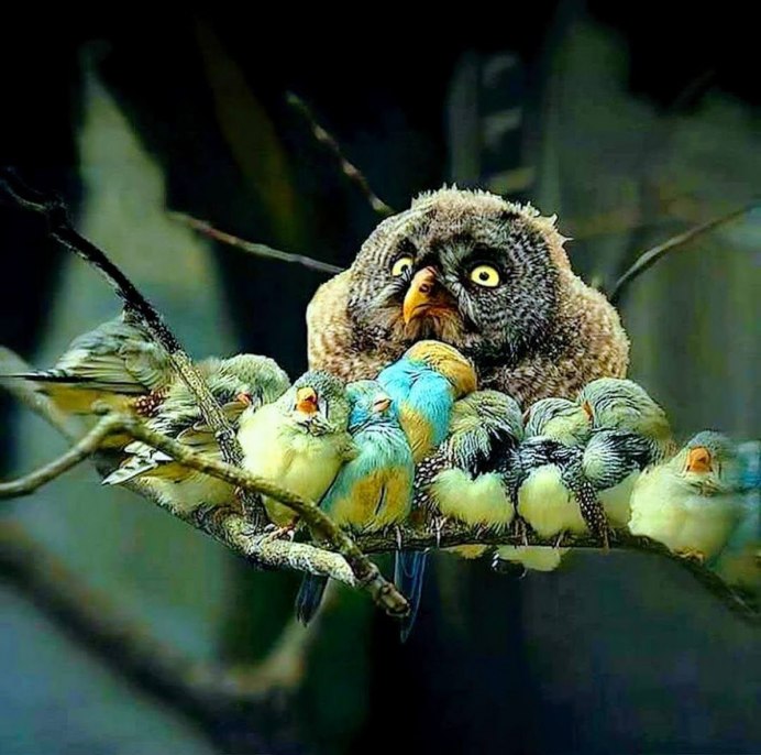 Птенцы Совы Филина и сыча