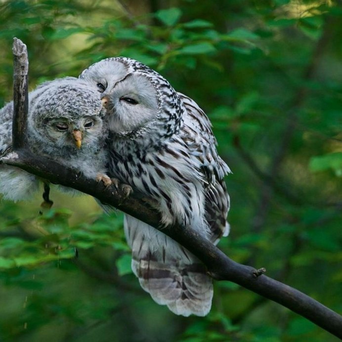 Сова сипуха фото птенец