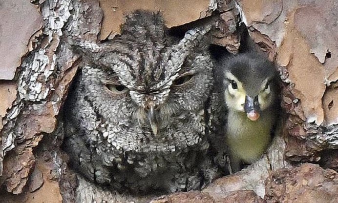 Сибирский Филин птенцы