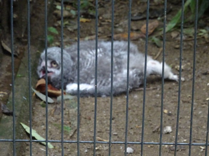 Сова неясыть птенцы