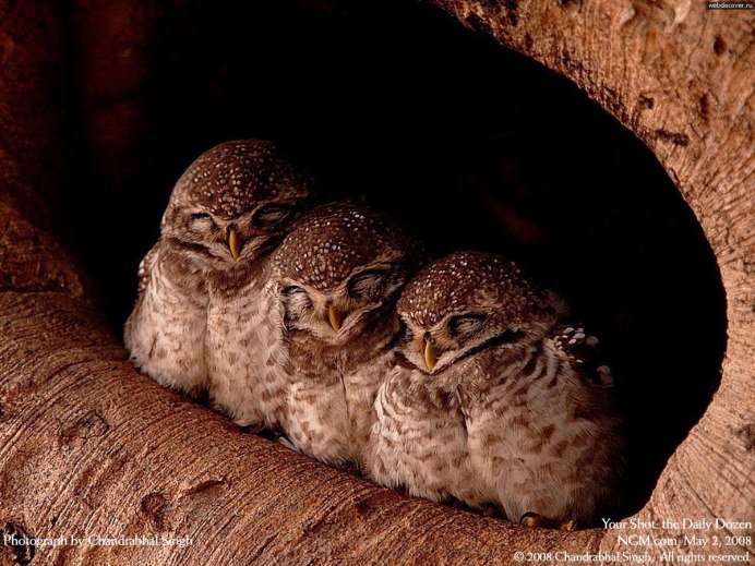 Спящие Совы