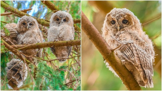 Слеток длиннохвостой неясыти