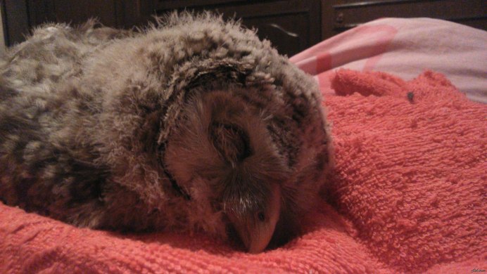 Новорожденные птенцы Совы