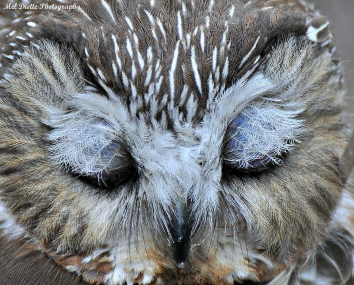 Совята спят