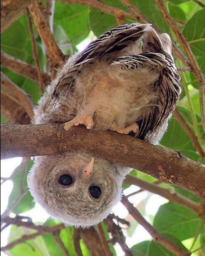 Карликовый сычик