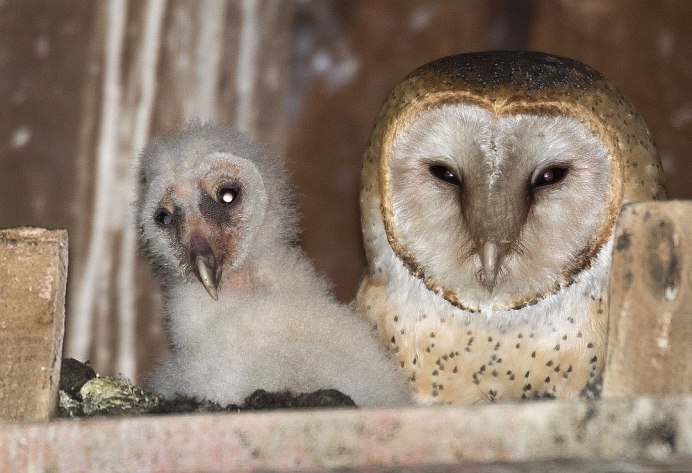 Козодой лягушкорот