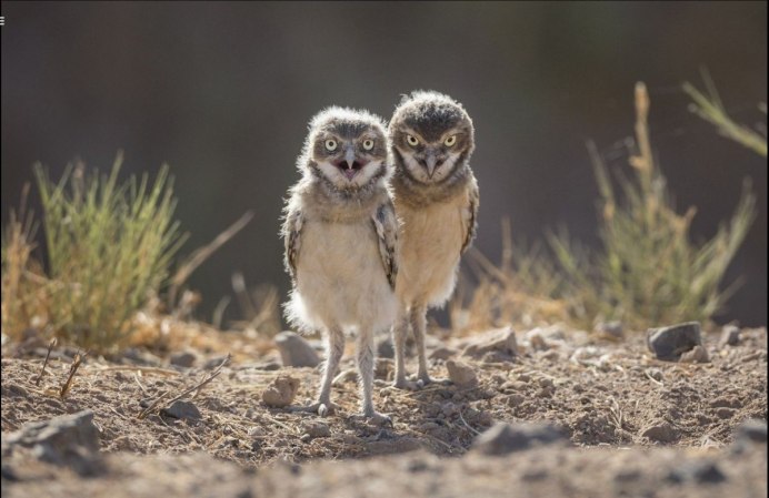 Спящий птенец Совы