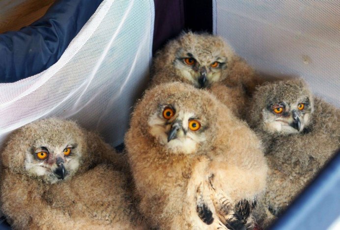 Спящие птенцы сов