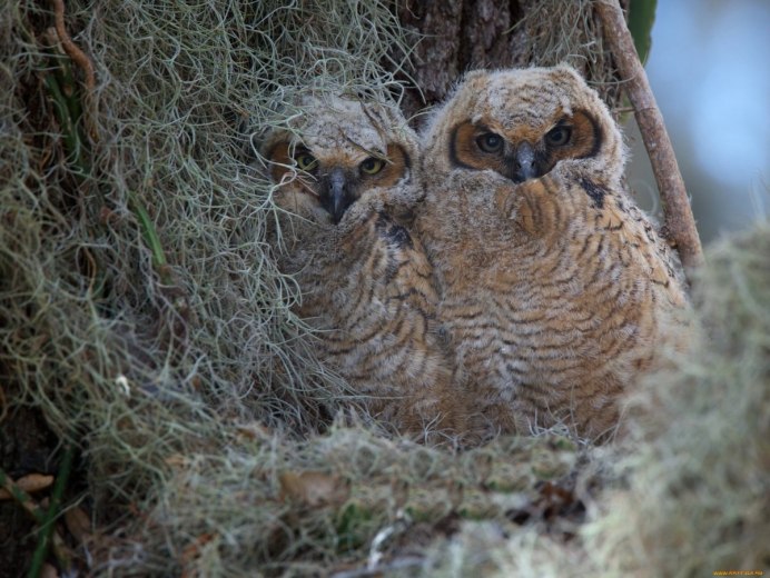 Сова прикол