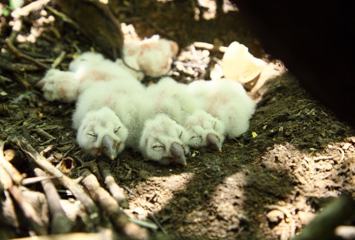 Виргинский Филин птенцы