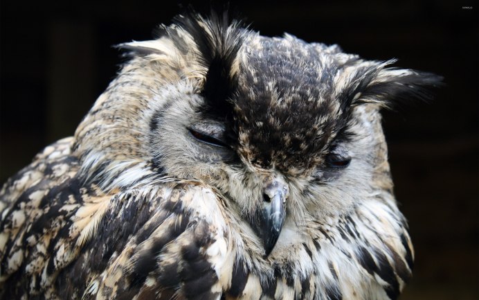 Совята спят