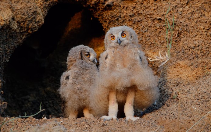 Лежачие Совы