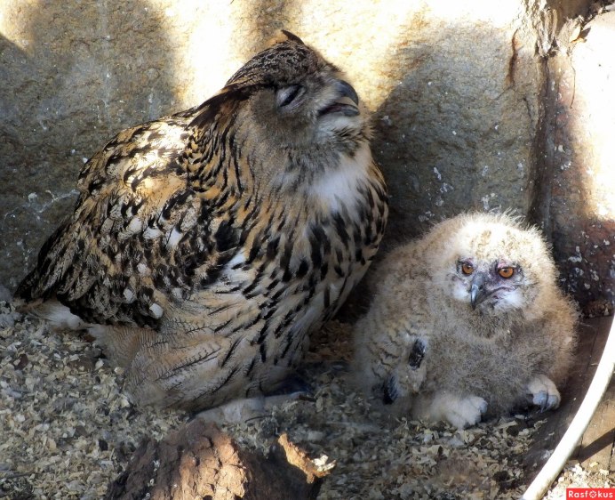 Сова кормит птенцов