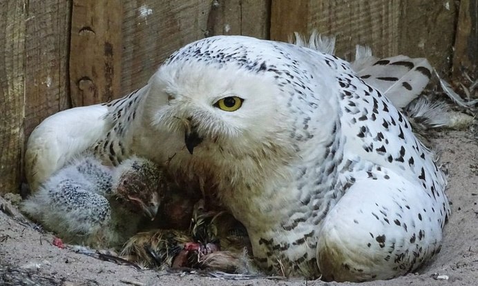 Мохноногий Сыч птенец