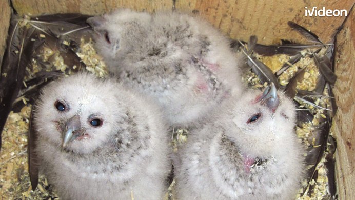 Неясыть птица фото