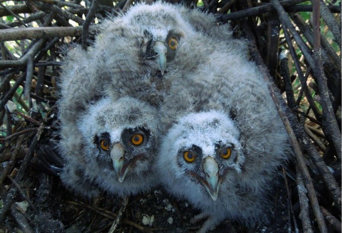 Совята под листиком