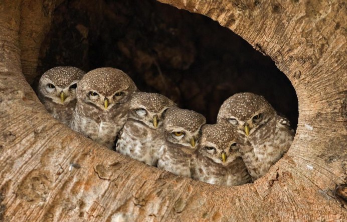 Забавные животные и птицы