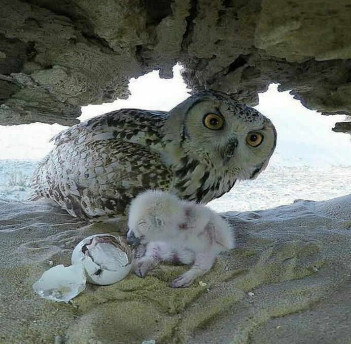 Спящие Совята