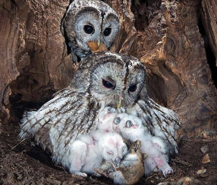 Домовой Сыч птенец