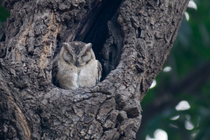 Совы птенцовые птицы