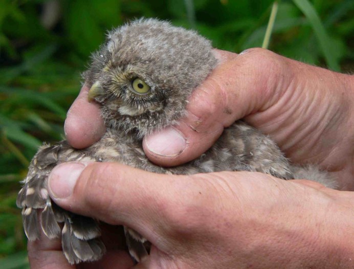 Яйца и птенцы сов