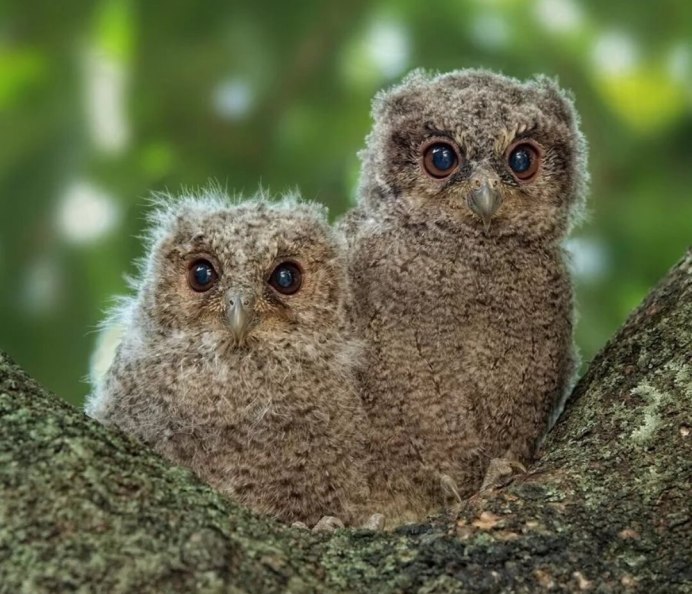 Совята спят