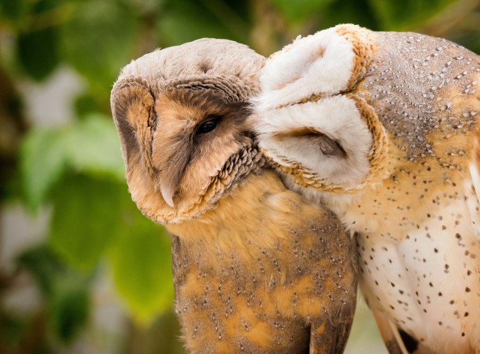 Смешные Совы картинки