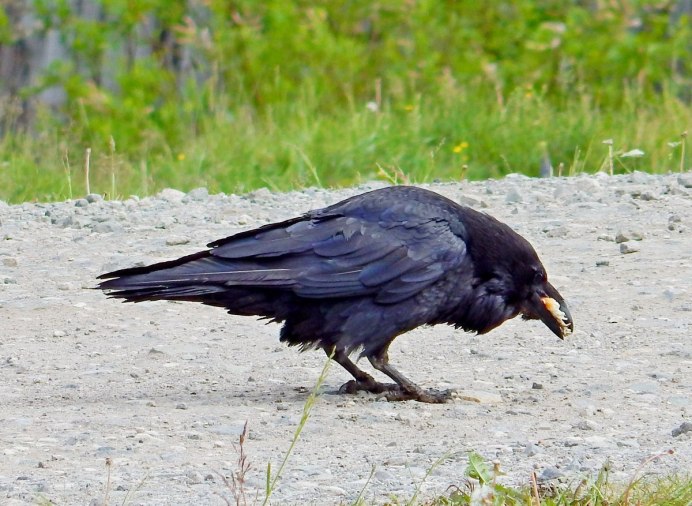 Отряд Воробьинообразные ворон