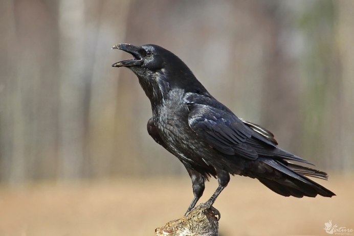 Ареал ворона