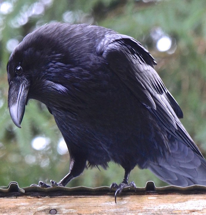 Гигантский ворон Corvus fuscicapillus