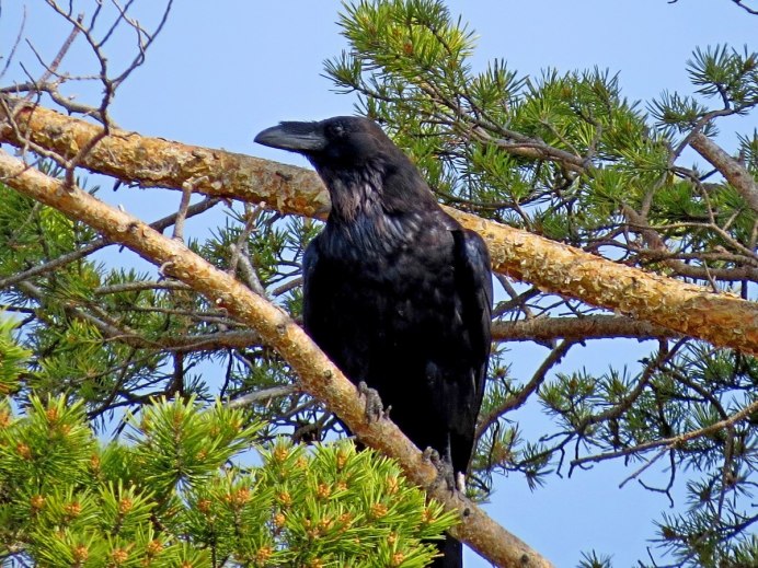 Черный ворон Corvus Corax