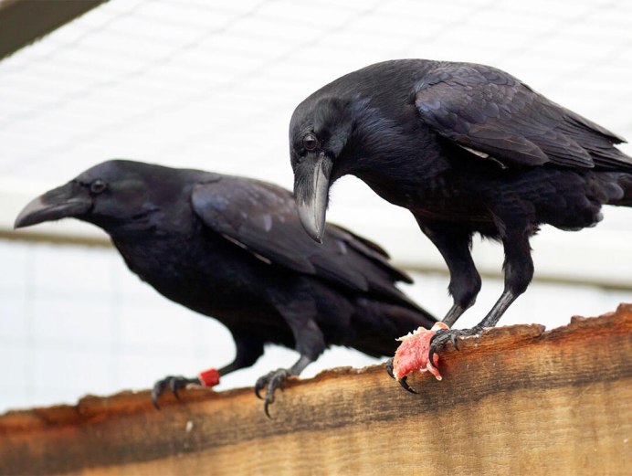 Хвост вороны